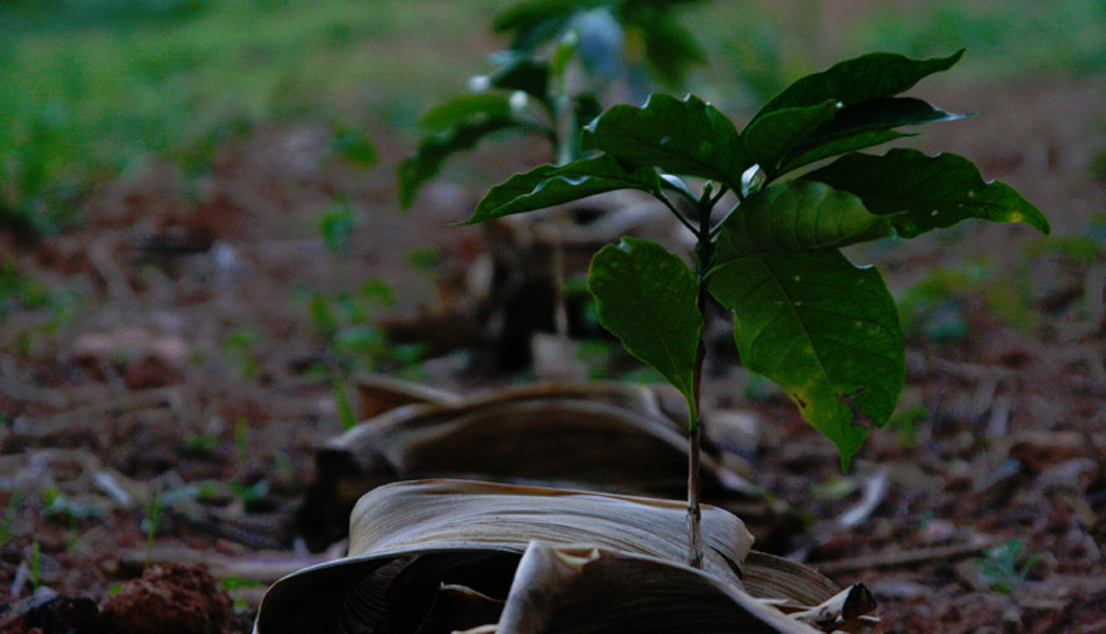 Seedlings. Photo courtesy of FAF Coffees.