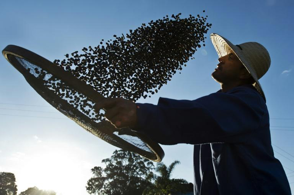 Un agriculteur travaille son café bio, le 6 août 2015 á  la 