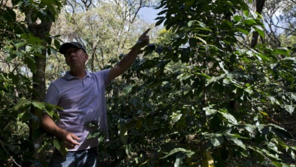 Brazilian farmer Marcos Croce has woken up and smelled the coffee -- embracing the organic trend and bucking Brazil's long-held status as a mass producer of poor quality beans.