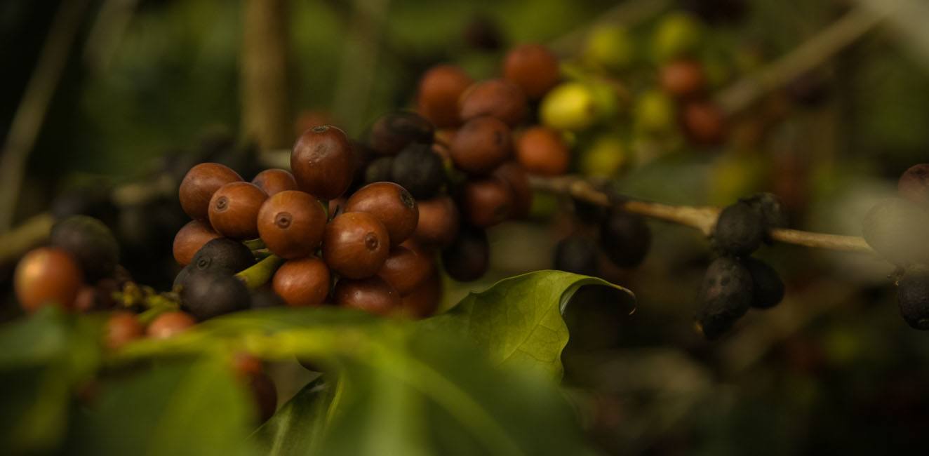 Fazenda Ambiental Fortaleza