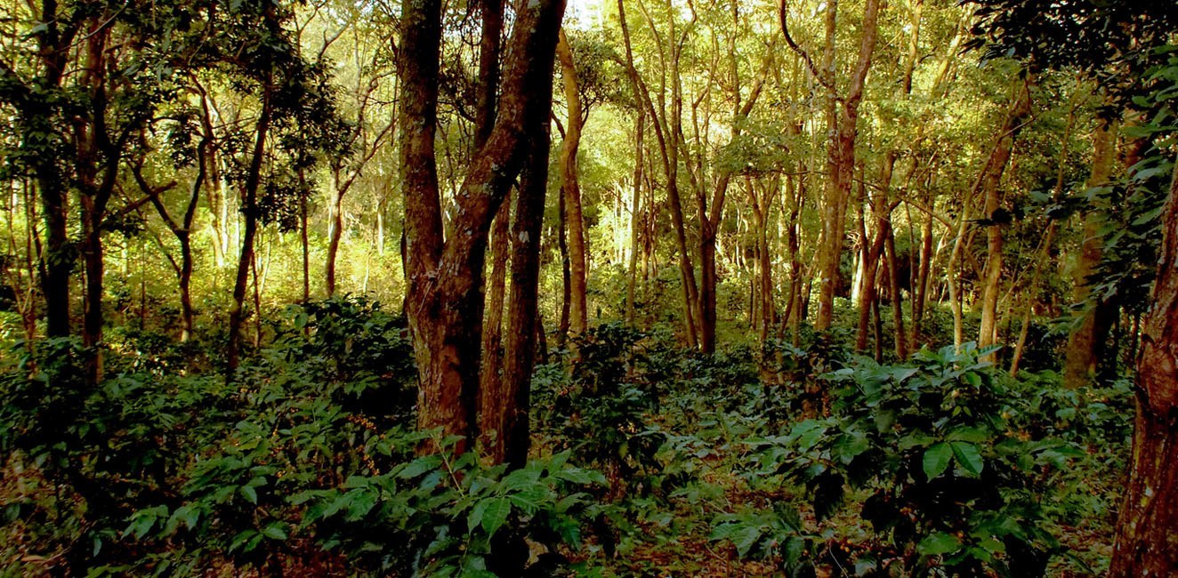 Fazenda Ambiental Fortaleza