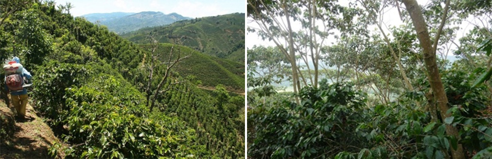 Coffee grown under full-sun conditions (left), versus coffee grown under partial shade conditions (right) | Photo credit: Tico Times (left)